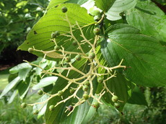 Cornus macrophylla