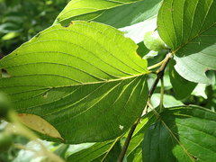Cornus macrophylla
