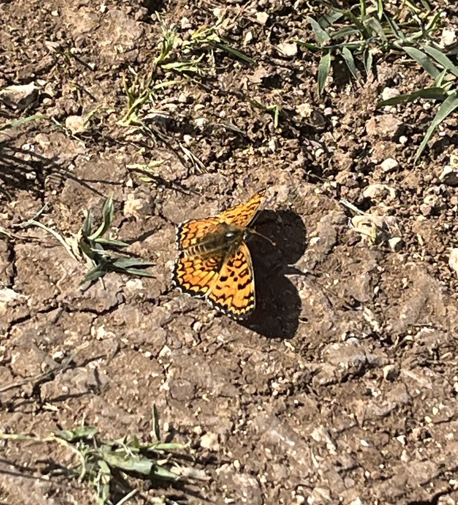 Freyer’s Fritillary
