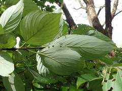Cornus macrophylla