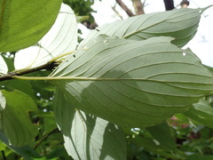 Cornus macrophylla