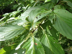 Cornus macrophylla