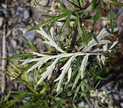 Artemisia vulgaris kamtschatica