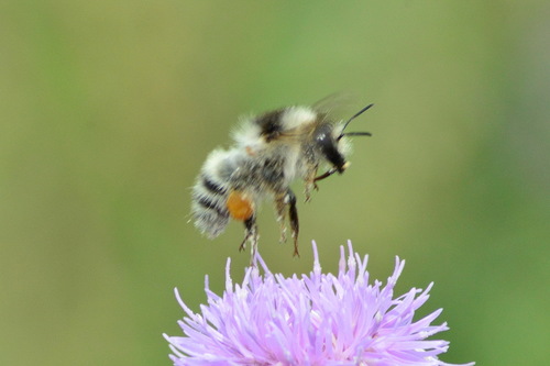 Sand-coloured Carder Bumble Bee