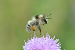 Bombus veteranus