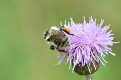 Bombus veteranus