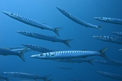 Yellowmouth Barracuda photo 3