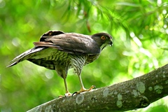 Accipiter virgatus fuscipectus