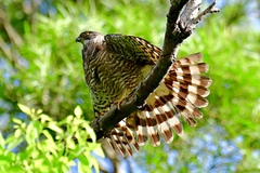 Accipiter virgatus fuscipectus