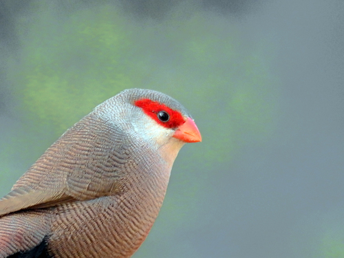 Common Waxbill