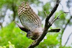 Accipiter virgatus fuscipectus