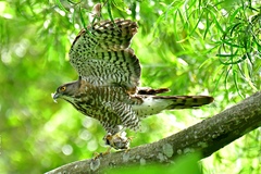 Accipiter virgatus fuscipectus