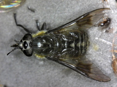 Chrysops sordidus