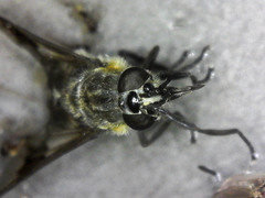 Chrysops sordidus