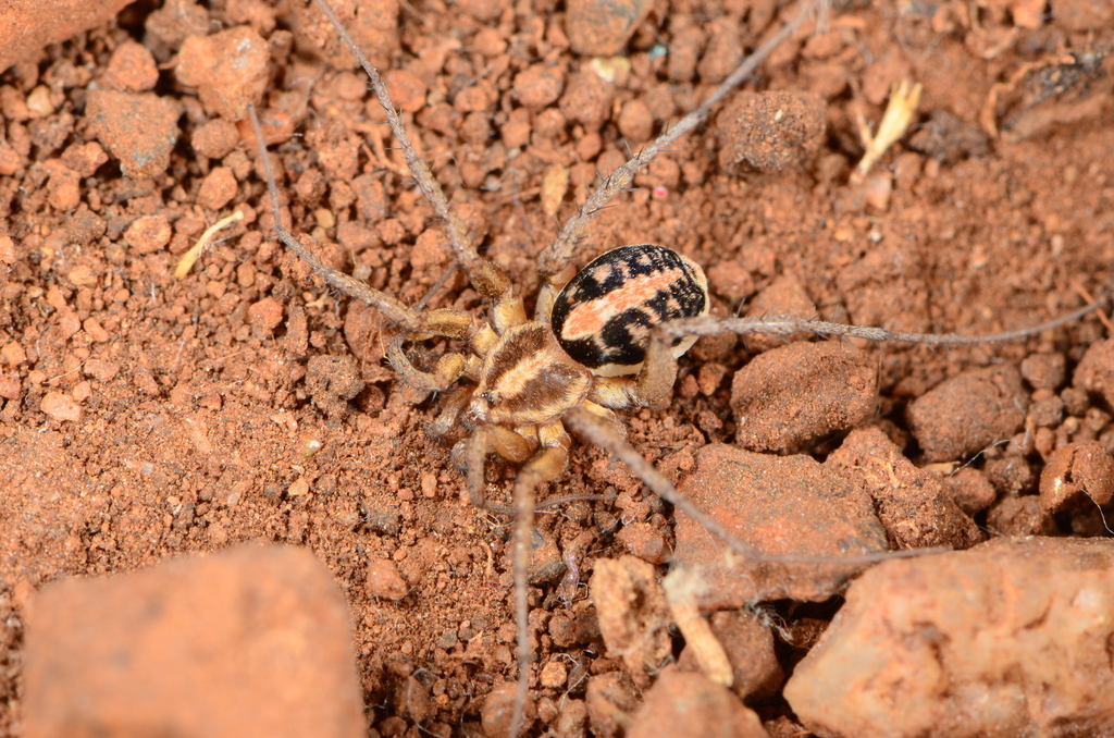 Ammoxenus pentheri