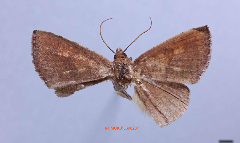 Striglina conjuncta