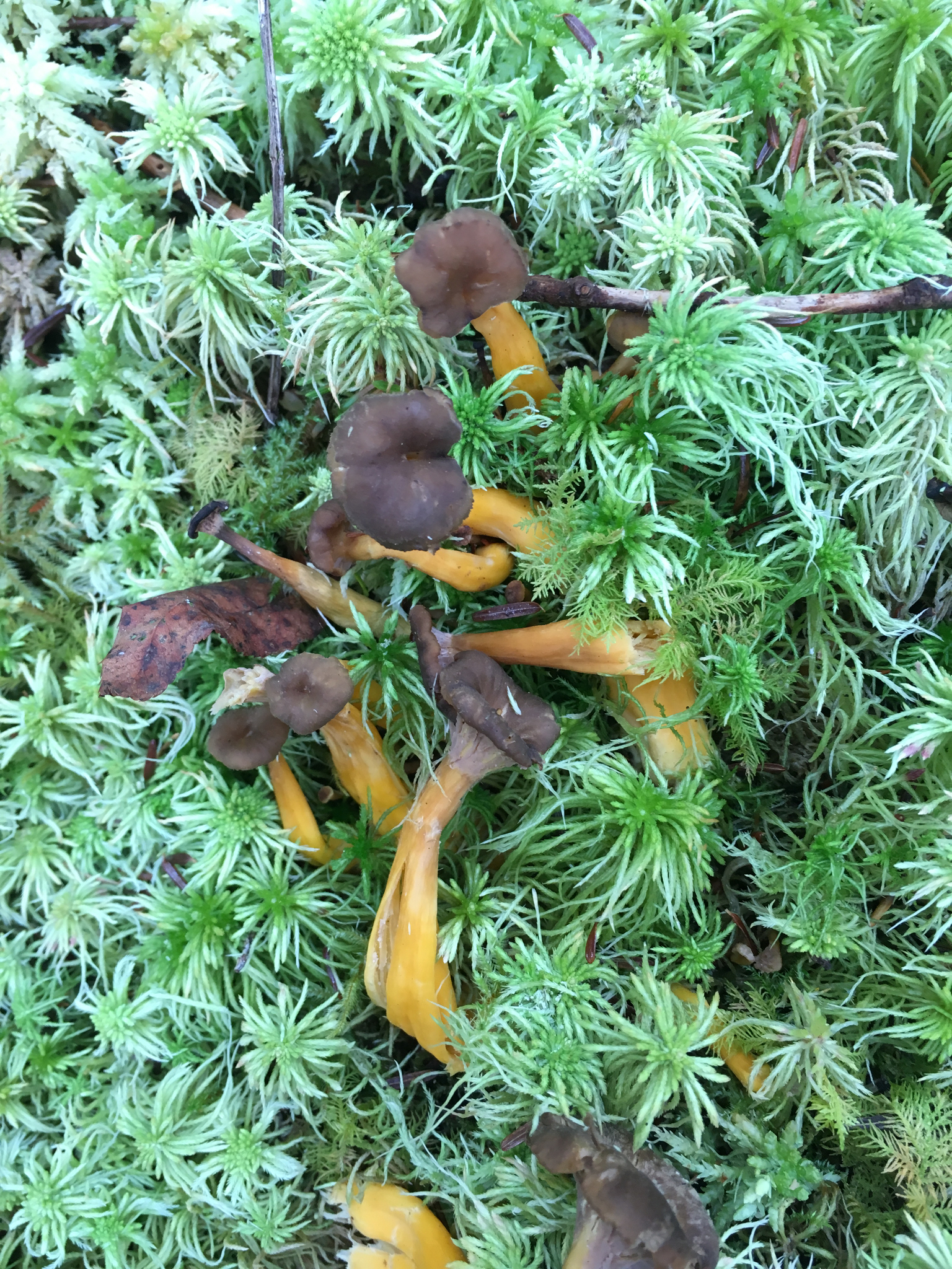Craterellus tubaeformis image