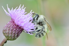 Bombus veteranus