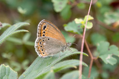 Coenonympha amaryllis