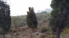 Callitris pyramidalis