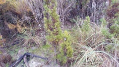 Callitris pyramidalis