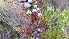 Callitris pyramidalis