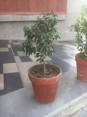 Ficus benjamina