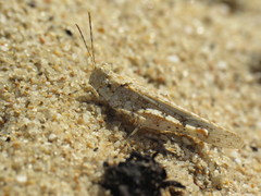 Sphingonotus imitans