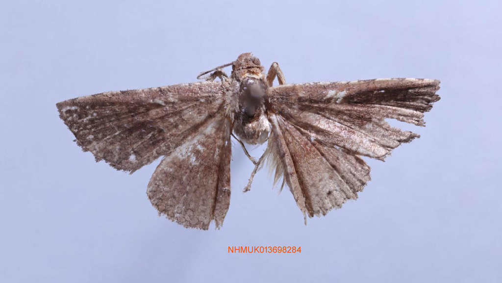 Striglina tibiaria
