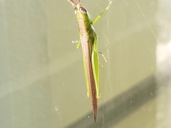 Stenacris vitreipennis