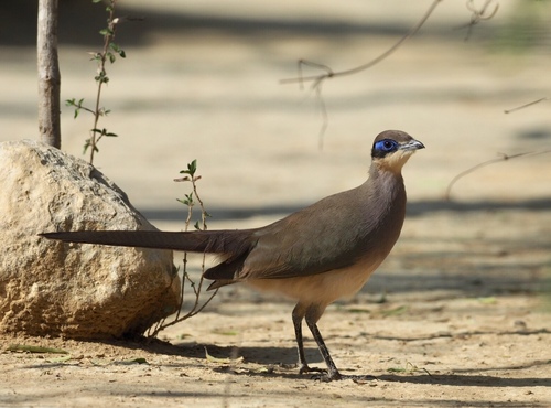 Olive-capped Coua
