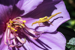 Thomisus okinawensis