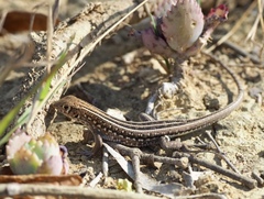 Madagascar Girdled Lizard photo 3