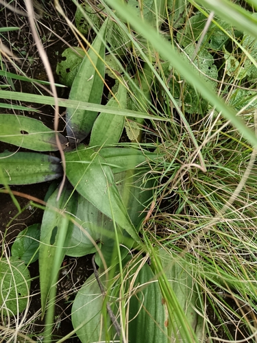 Ledebouria luteola