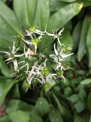 Angiospermae