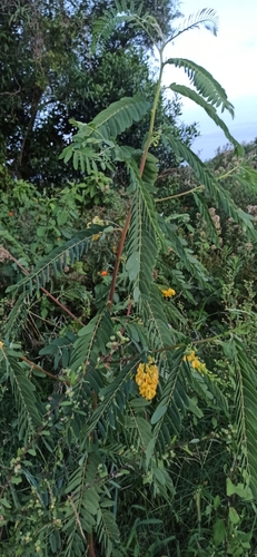 Image of Sesbania virgata by (c) Rafael Tosi, some rights reserved (CC BY)