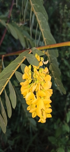 Image of Sesbania virgata by (c) Rafael Tosi, some rights reserved (CC BY)