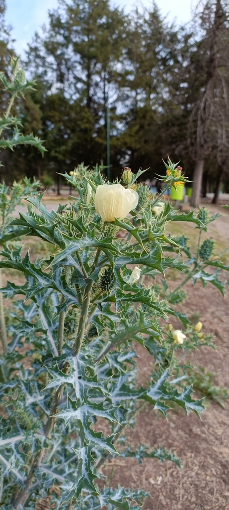 Pale Mexican pricklypoppy (Argemone ochroleuca)