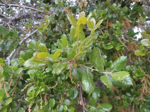 iNaturalist observation photo of coast live oak