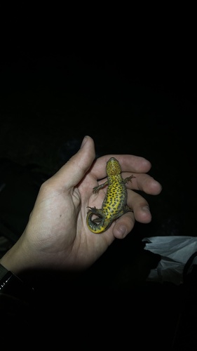 Southern Crested Newt