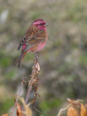Pink-Browed Rosefinch photo 4