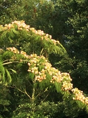 Angiospermae