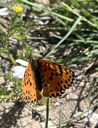 Desert Fritillary
