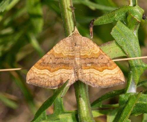 Rudasis pievasprindis nuotrauka