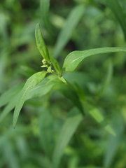 Chenopodium standleyanum