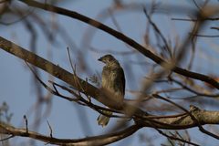 Indicator variegatus