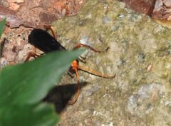 Leptodialepis bipartitus