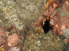 Leptodialepis bipartitus