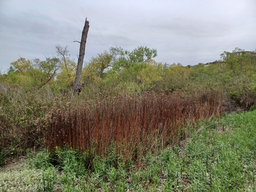 iNaturalist observation photo of western goldenrod
