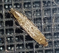 Praeacedes atomosella